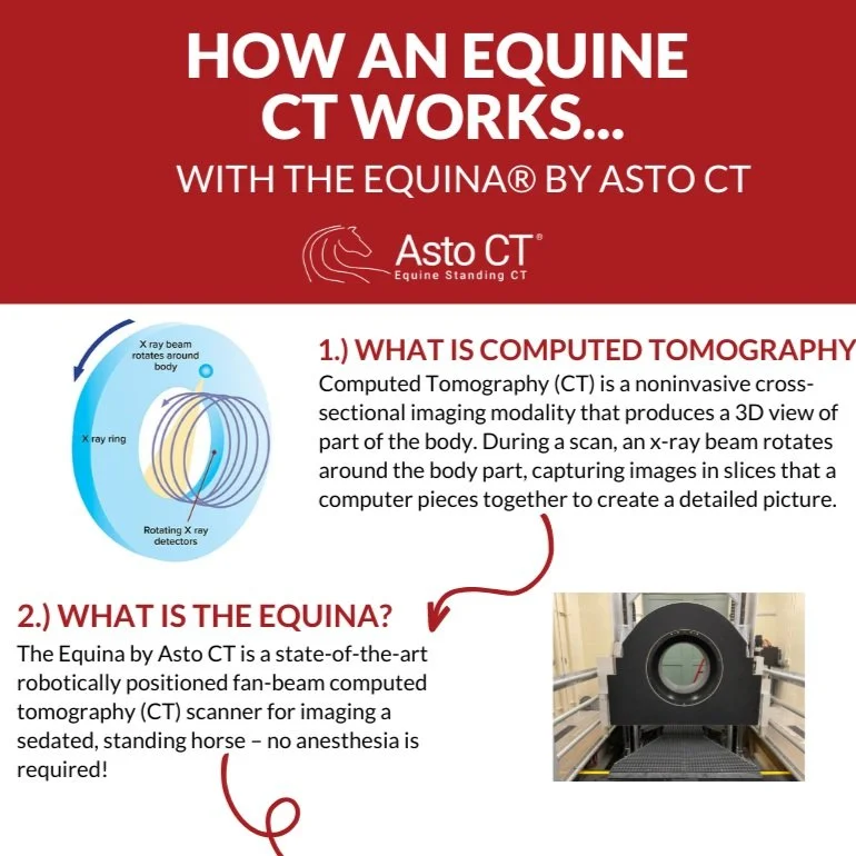 INFOGRAPHIC: How an Equine CT Works...