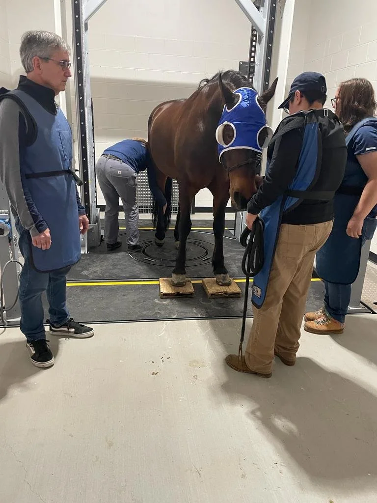 Innovative technology set to further improve levels of care at SoCal Equine Hospital