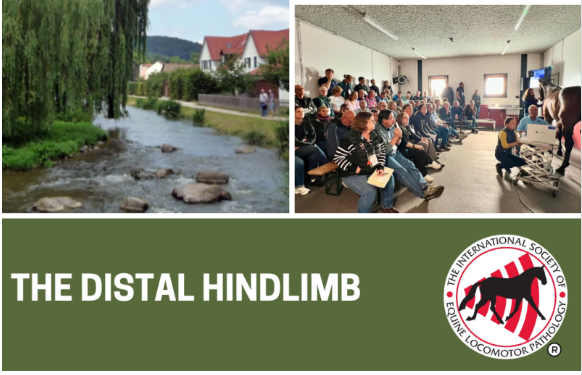 The Distal Hindlimb Up To Proximal Suspensory Ligament 2026 - Bavaria, Germany