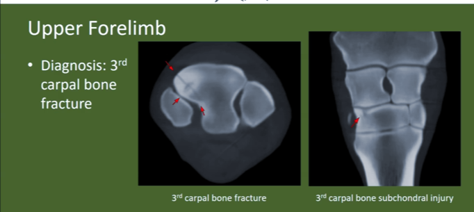  Distal Carpal Bone Fracture in a 14‑Year‑Old Warmblood Gelding