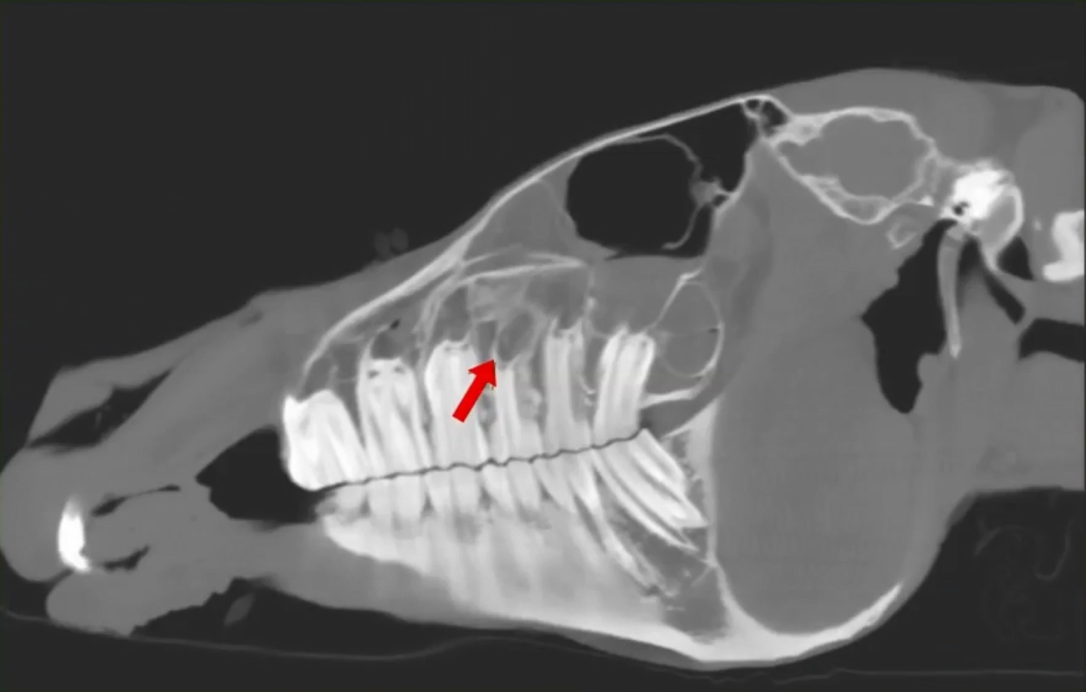 CT Diagnosis of Equine Sinusitis: Revealing a Hidden Dental Abscess