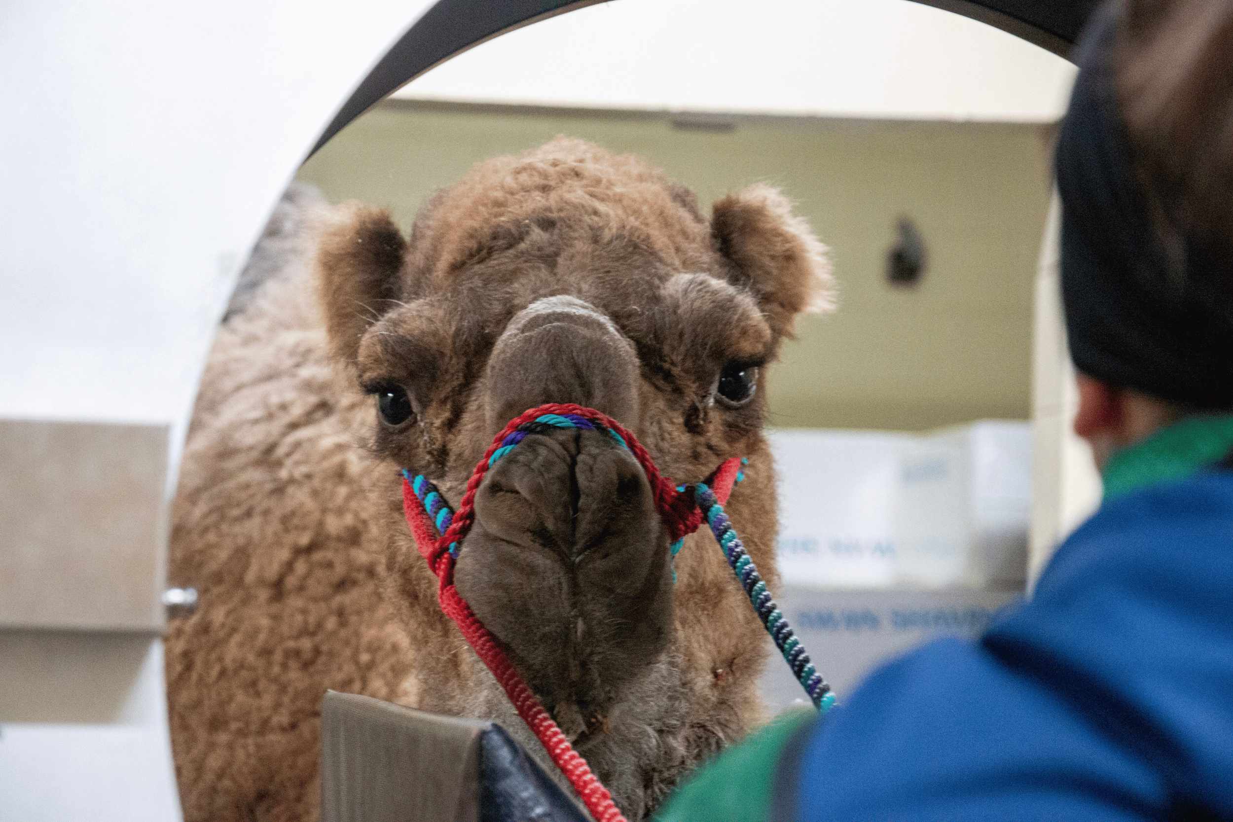 Standing computed tomography is feasible and has clinical utility in ruminants