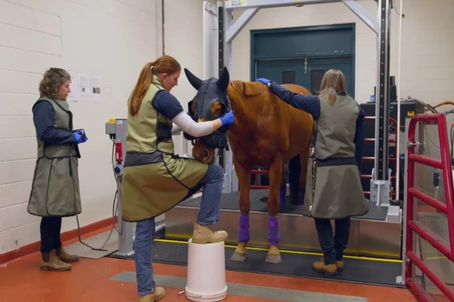Clinical team preparing a horse for a standing CT scan