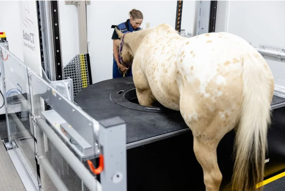 A horse walks onto the Asto CT standing scanner platform