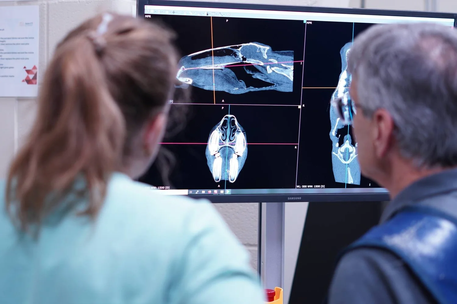 Clinicians reviewing a standing CT scan of a horse's head and neck on-screen