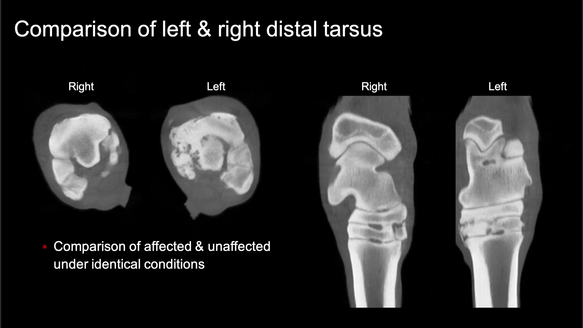 Comparison of Left and Right Distal Tarsus