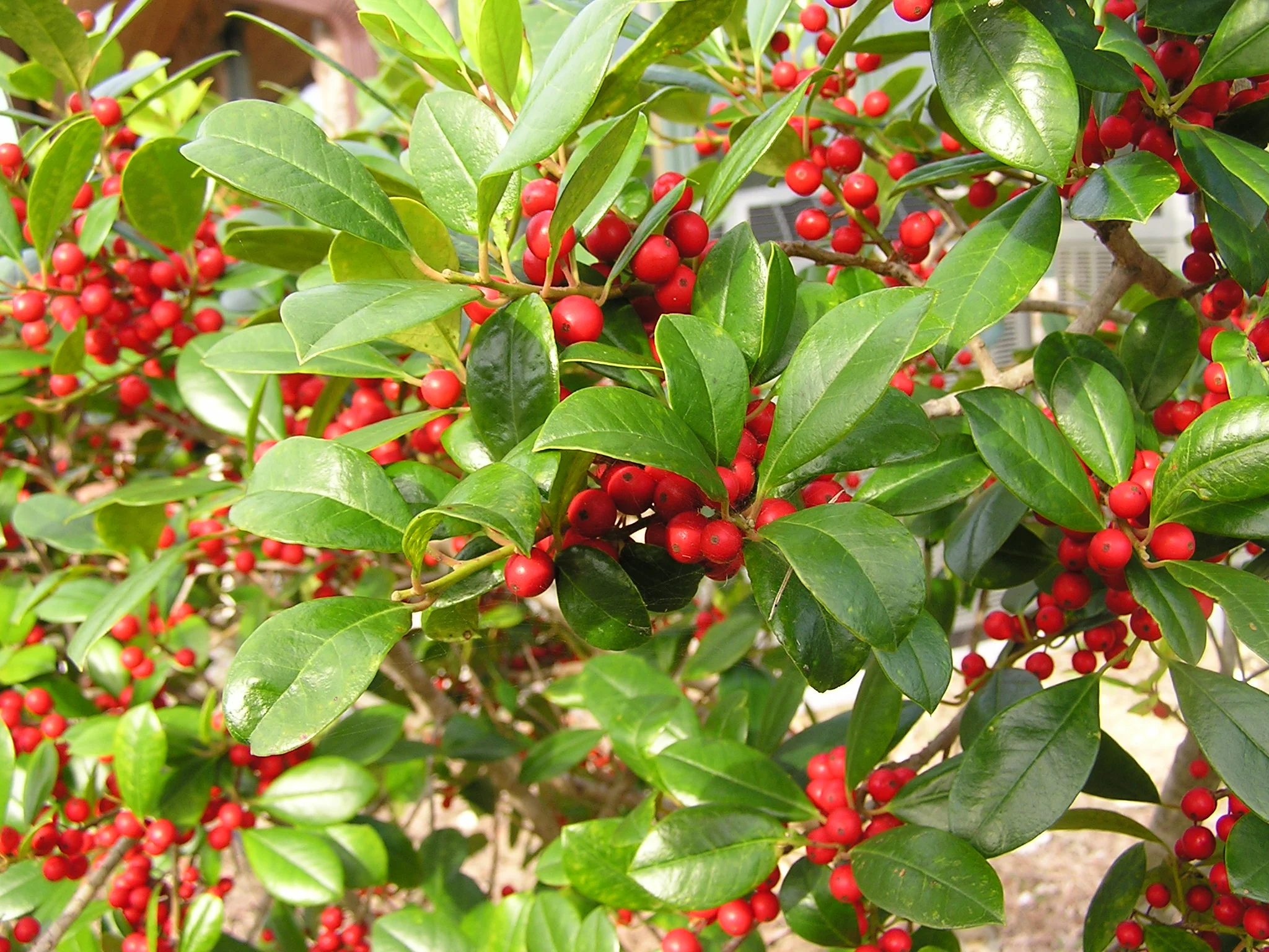 11726163-holly-plant-with-red-berries-Stock-Photo.jpg