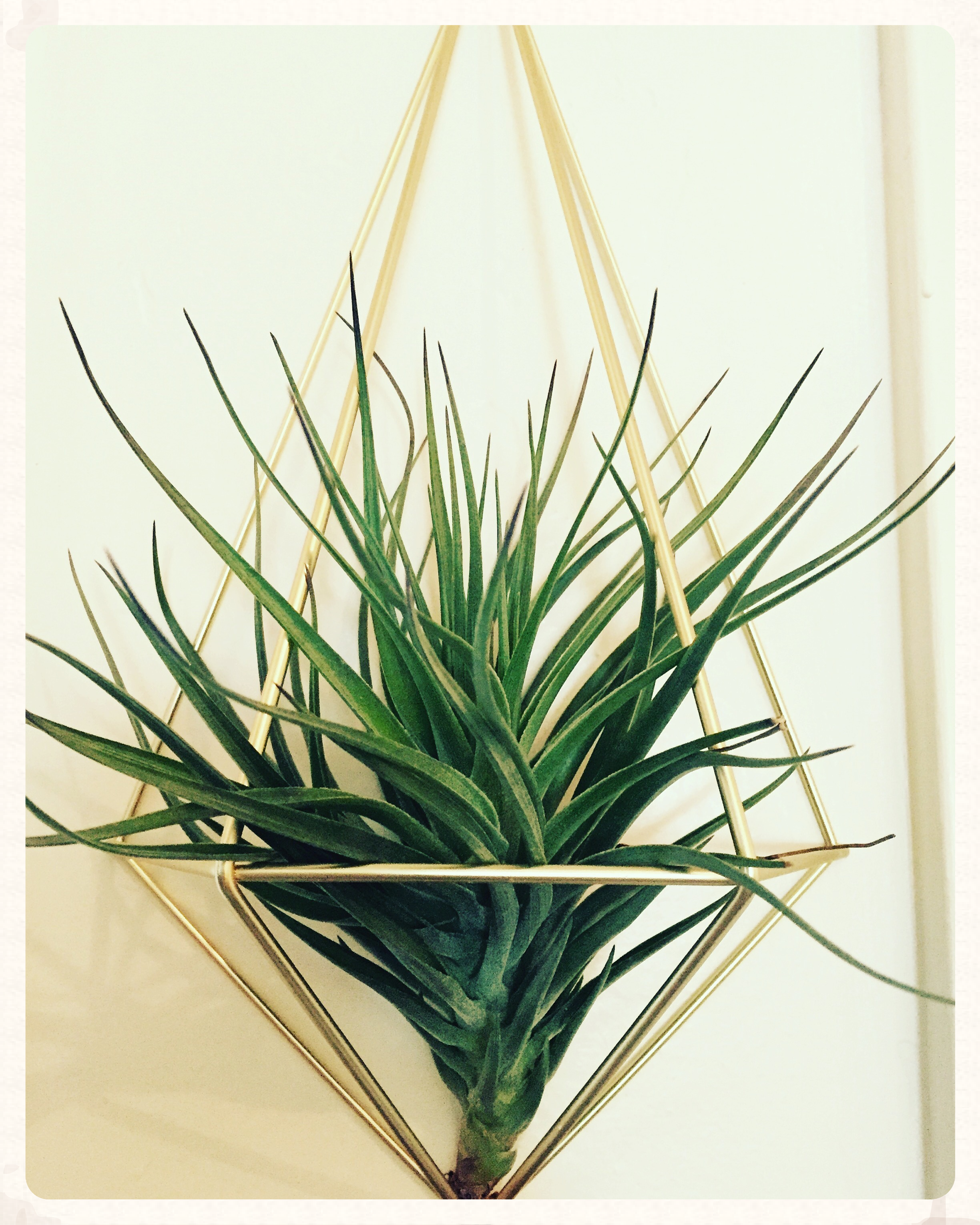 An air plant that I was gifted. 