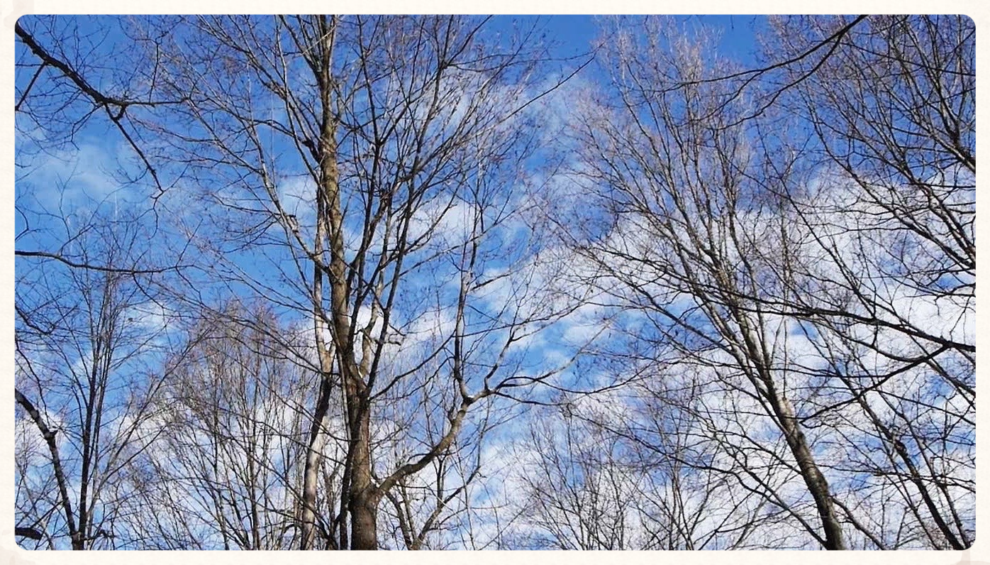 The maple trees are tapped in the spring before they begin to bud. 