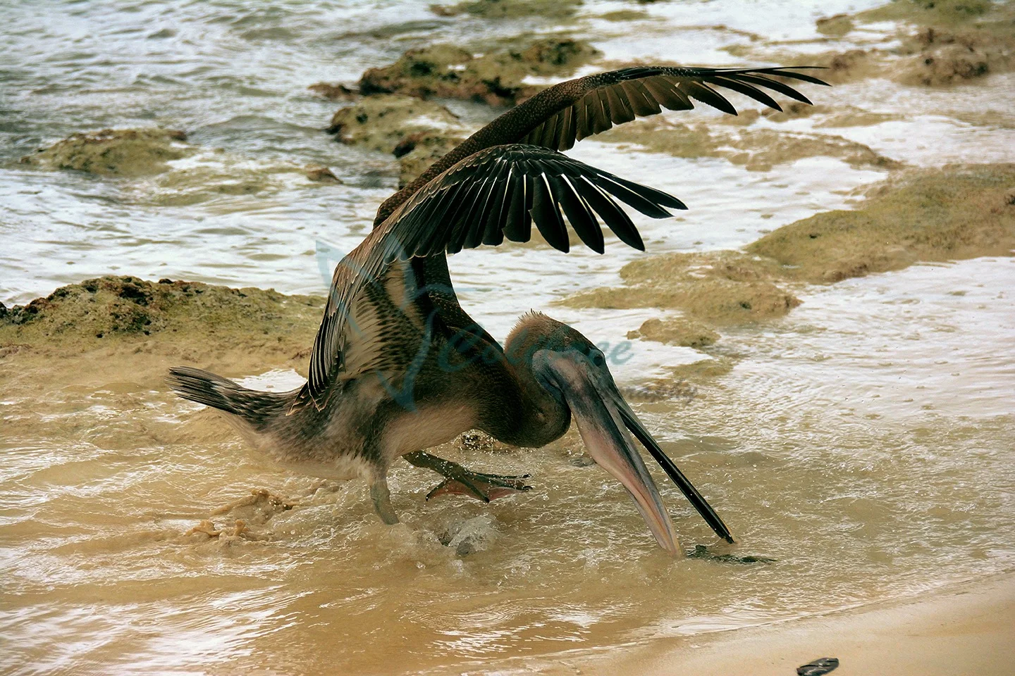 Online Pelican Fishing.jpg