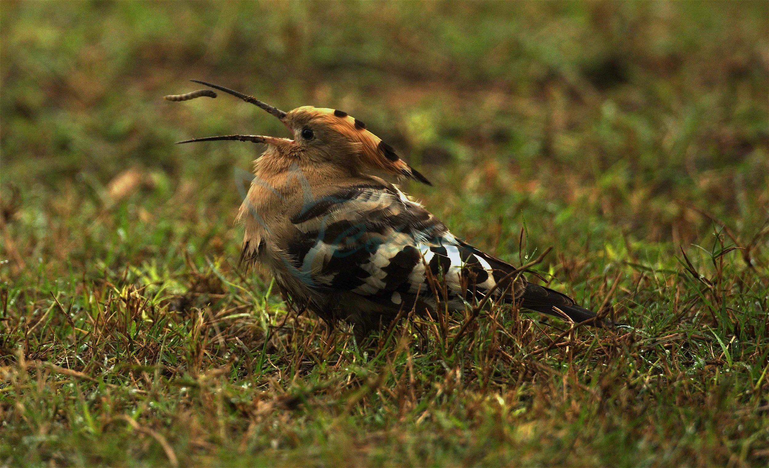 Hoopoe.jpg