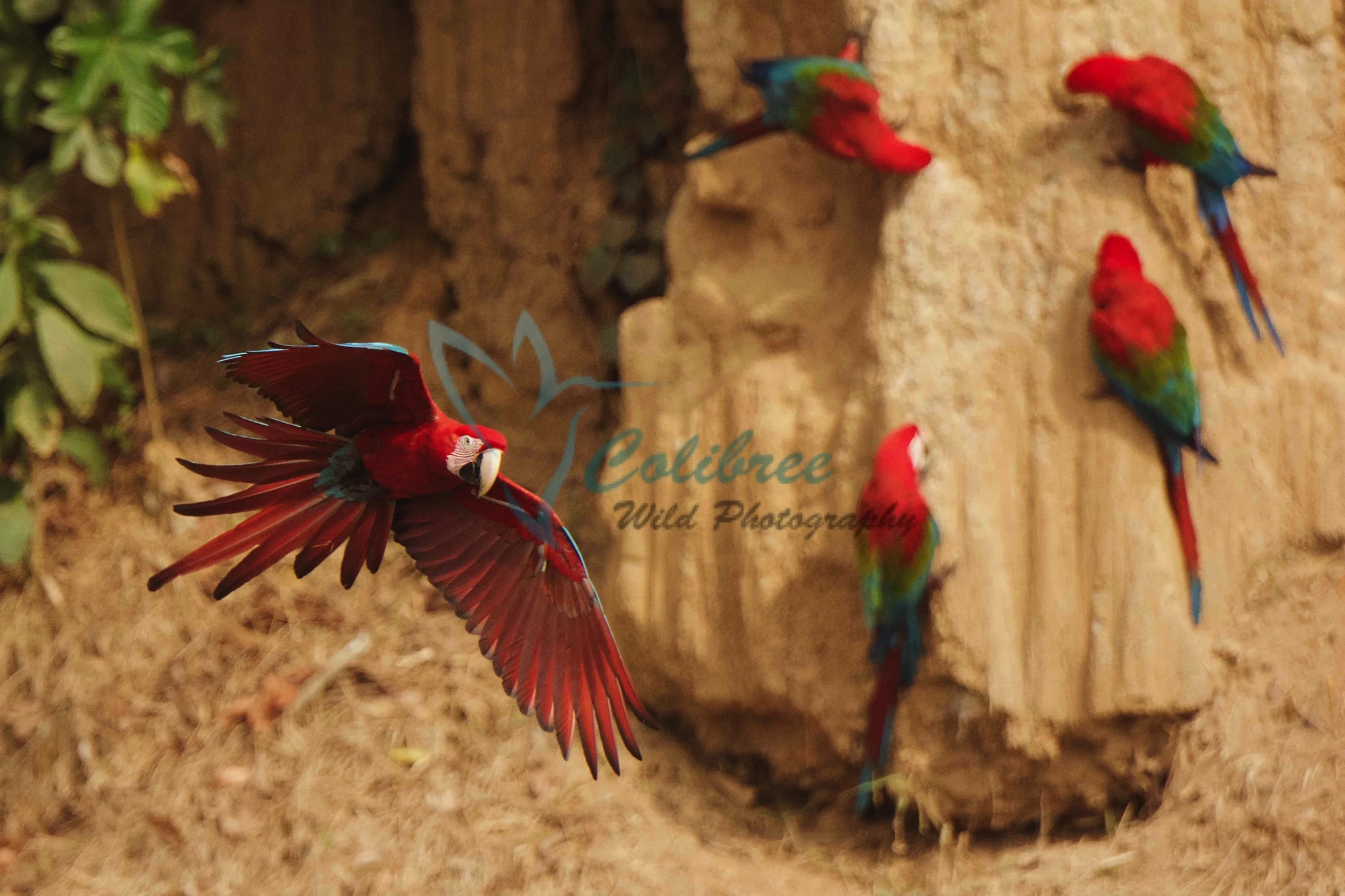 Red and Green Macaws Manu Online Colour.jpg