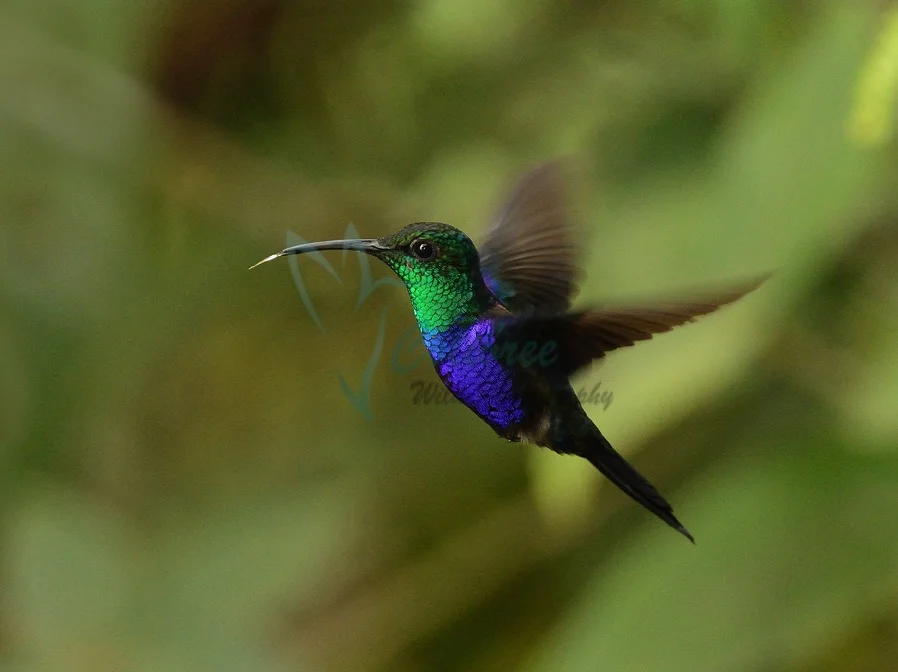 Online Colibri1.jpg