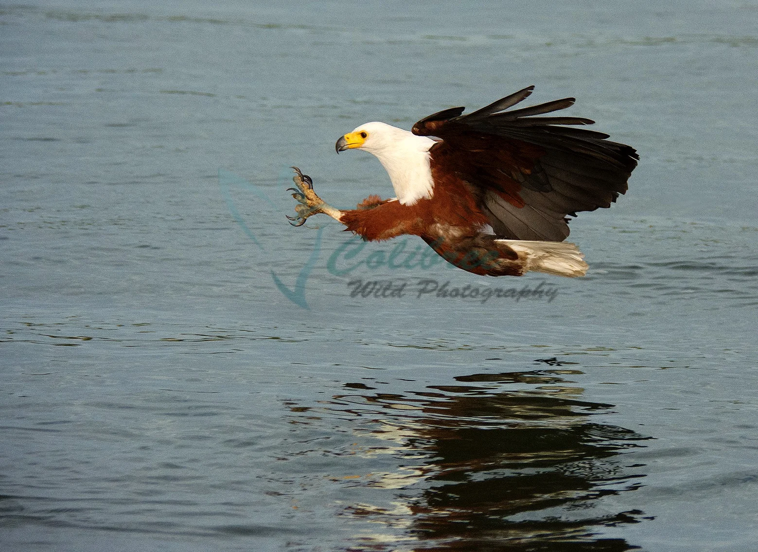 Online Fisheagle.jpg