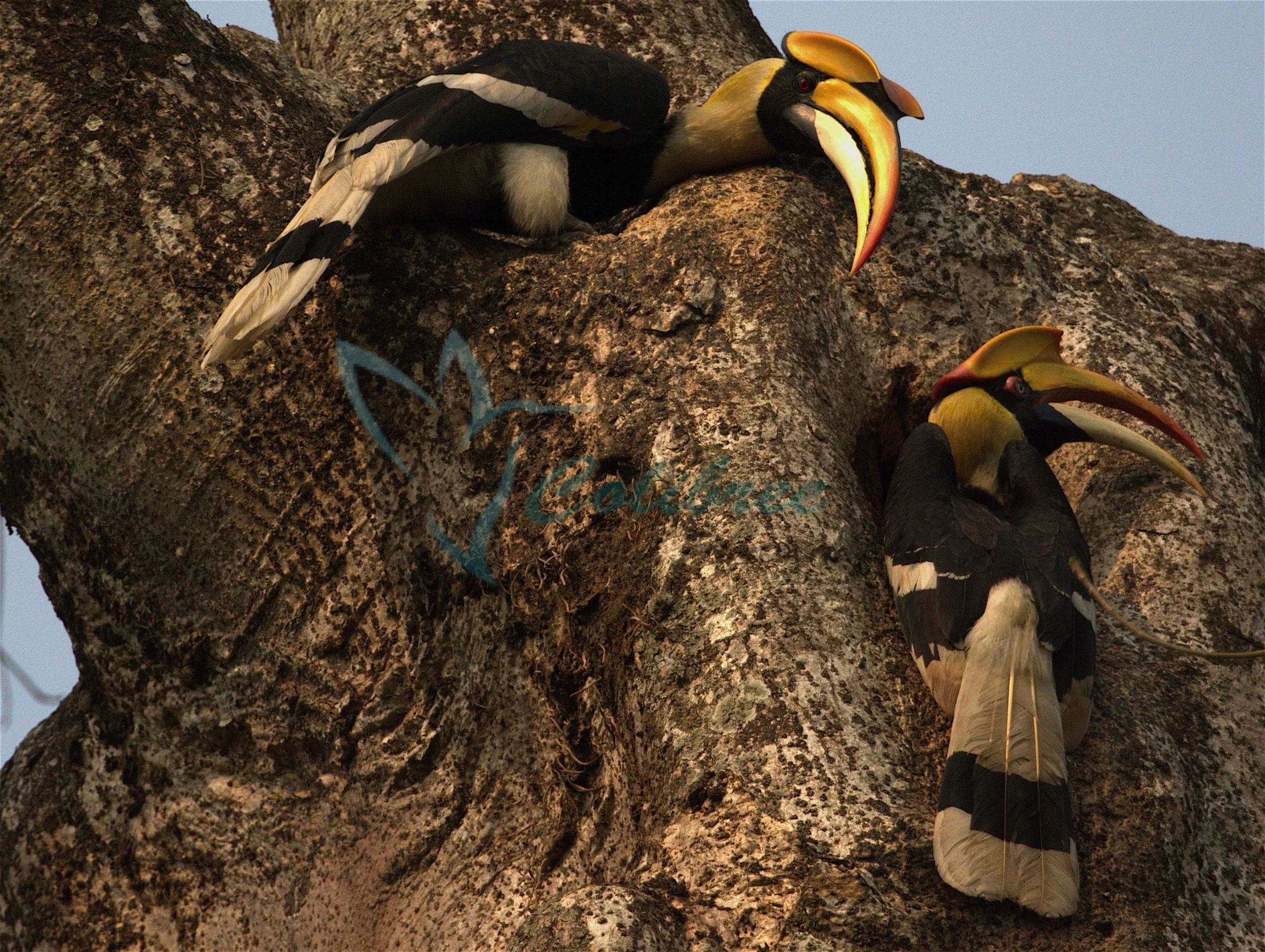 Great Hornbill 02.jpg