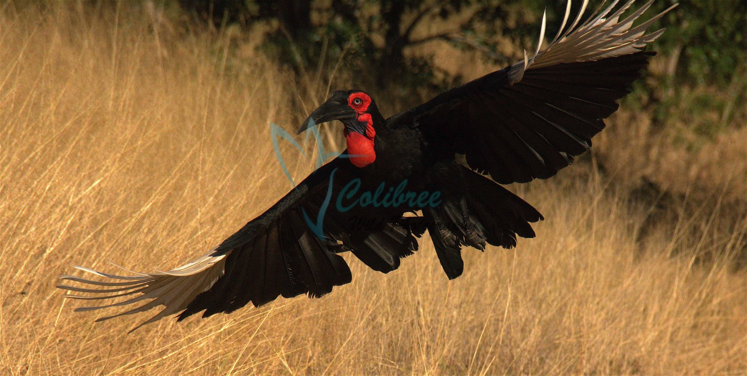 African Ground Hornbill.jpg