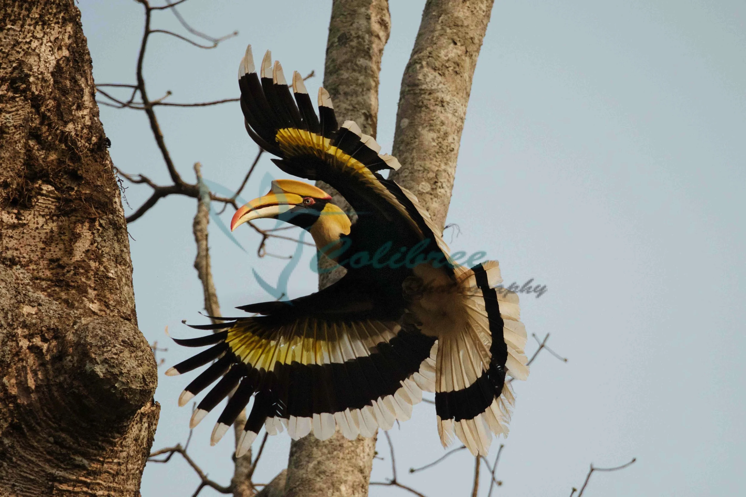 Giant Hornbill Online.jpg