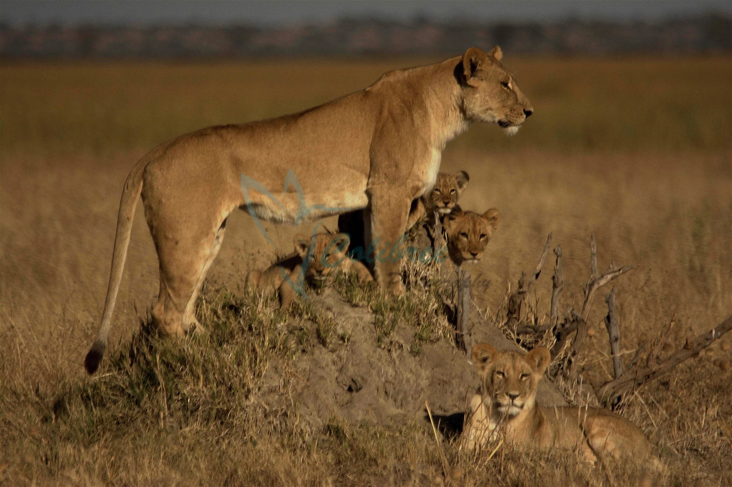 Lions Bots.jpg
