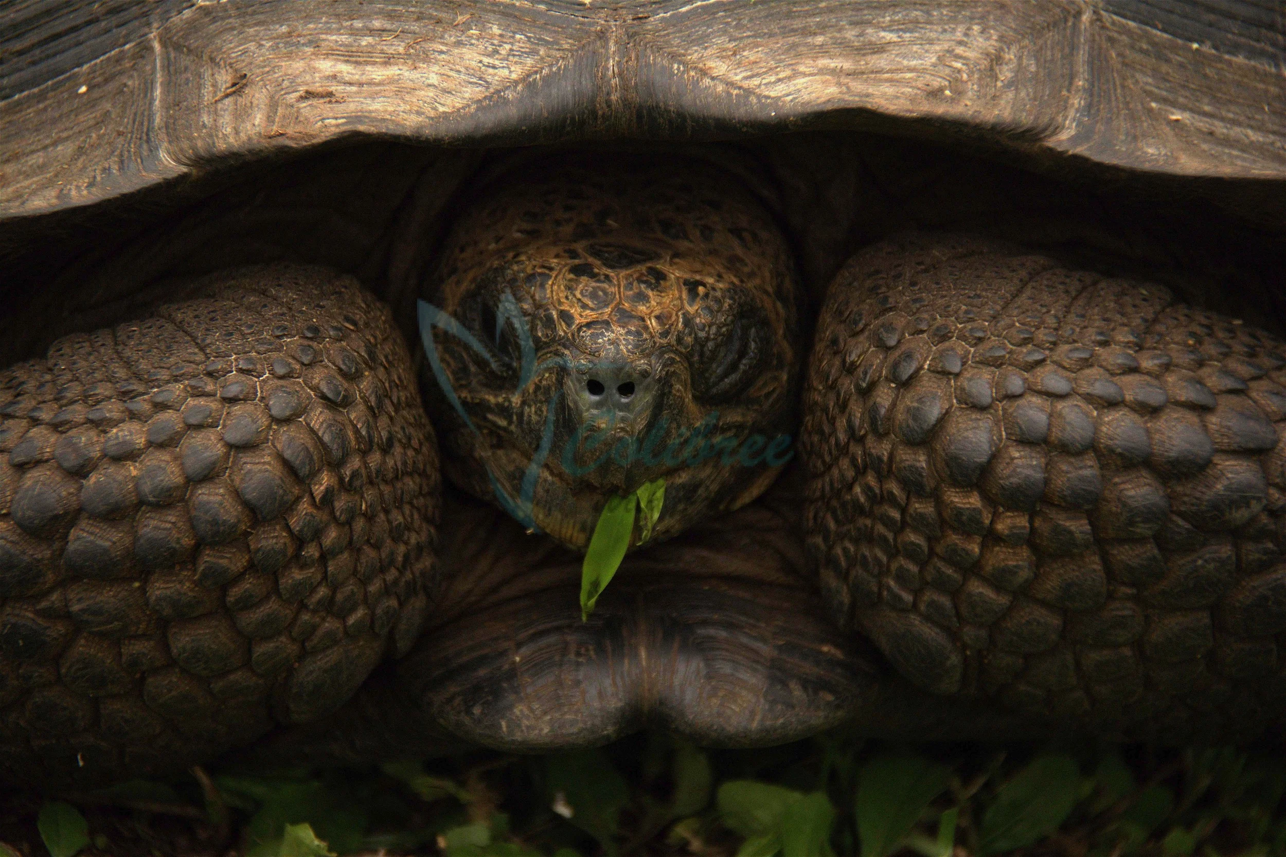 Tortoise Galapagos.jpg