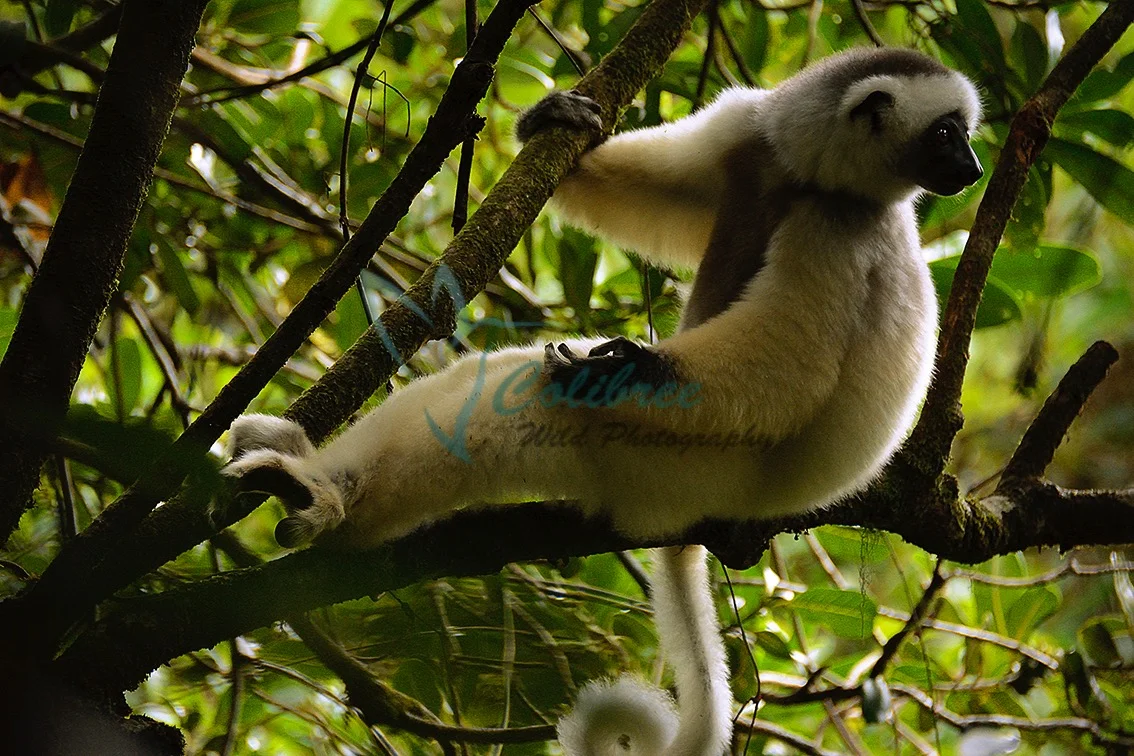 Small Silky Sifaka.jpg