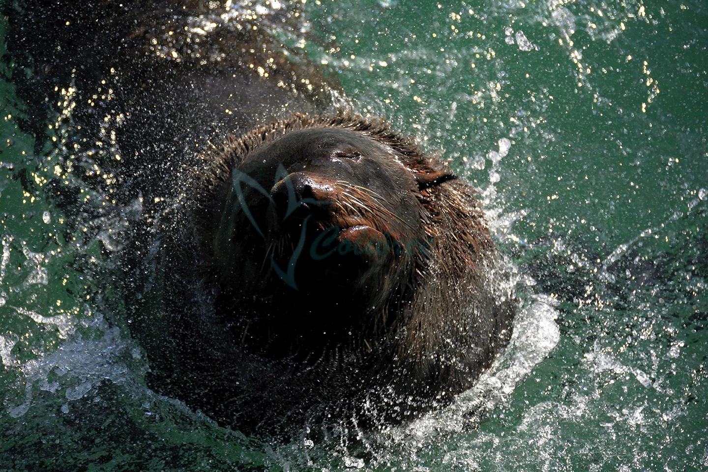 Online Afrfurseal.jpg