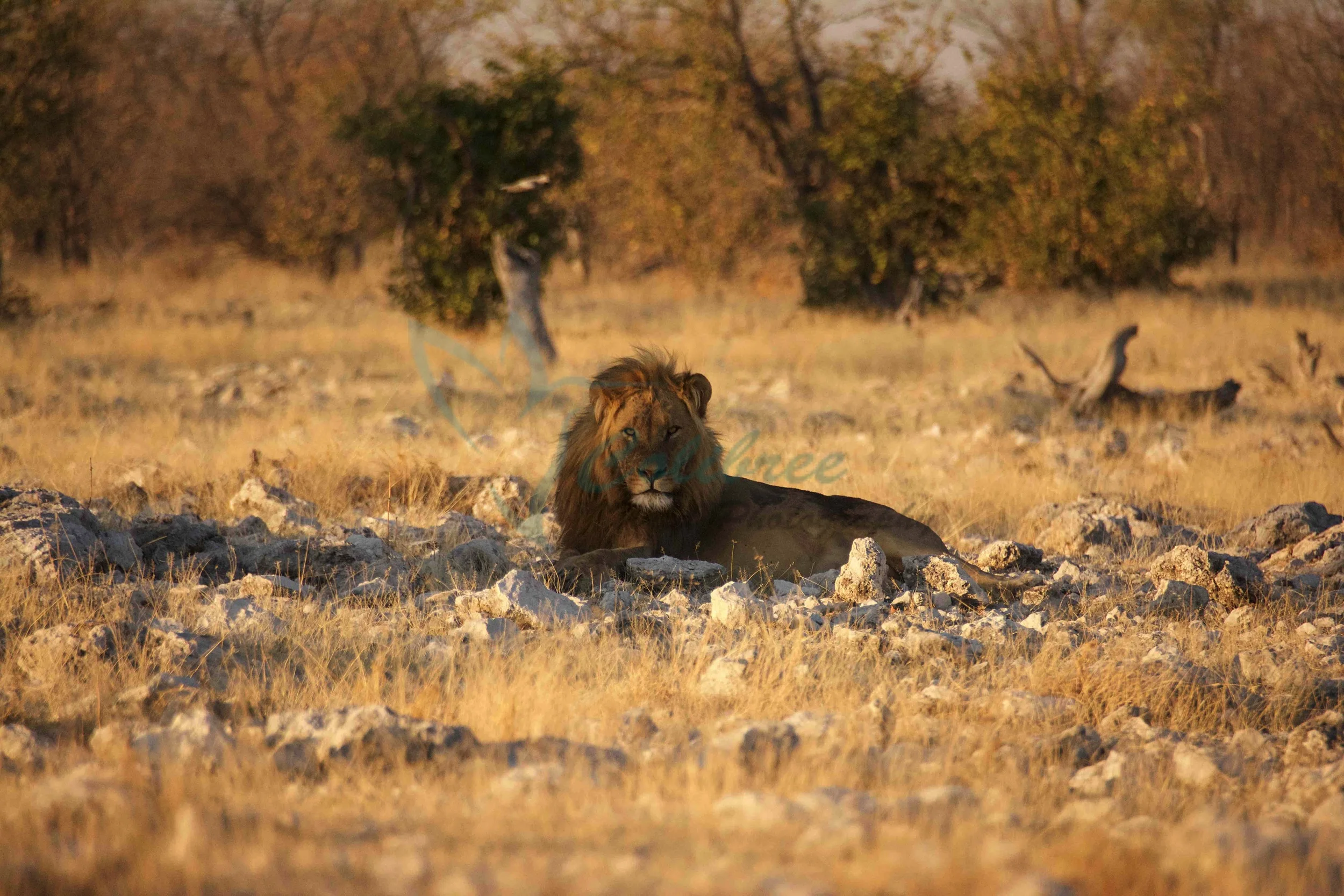 Lion Etosha Online.jpg