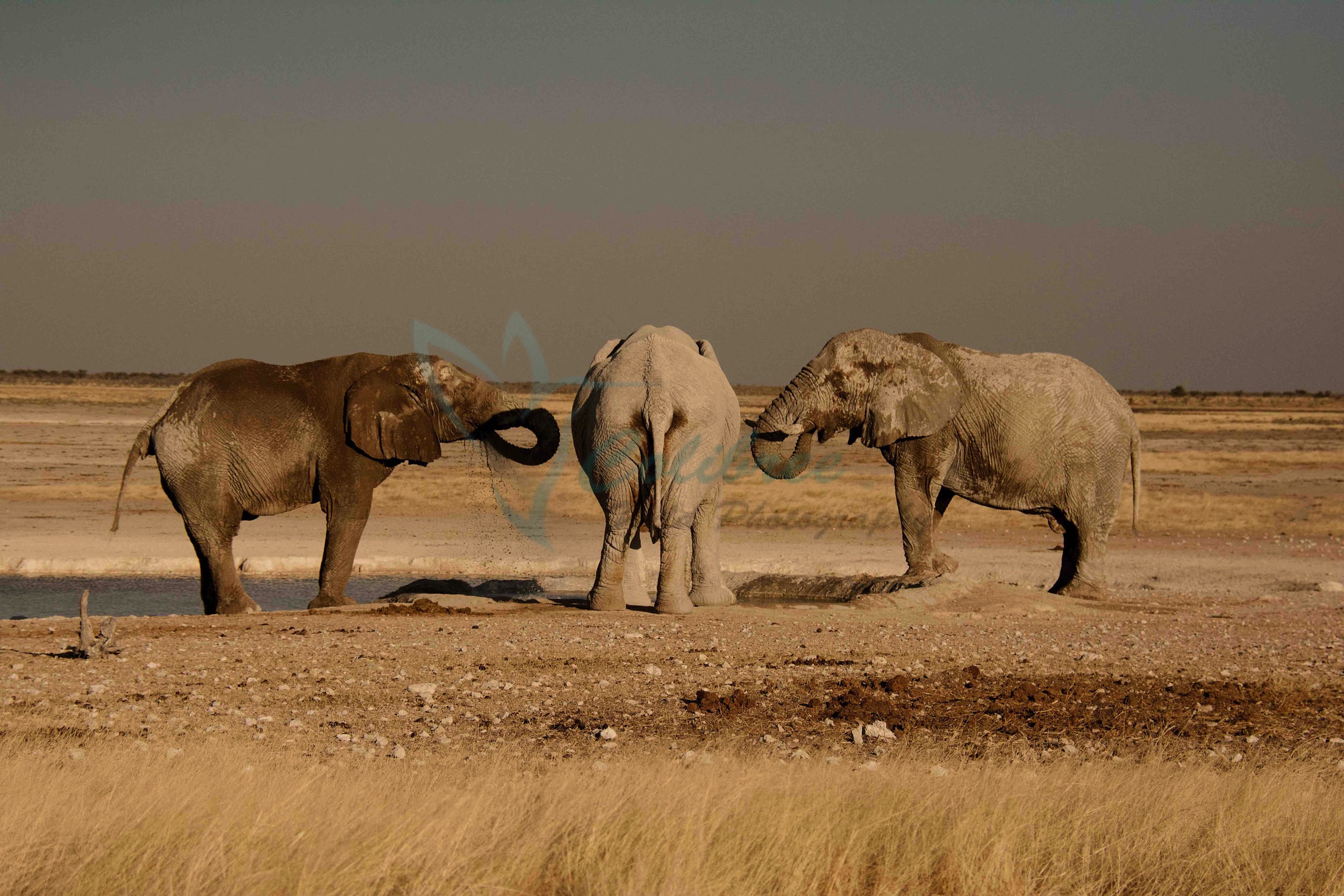 Synchronised Eles Online.jpg