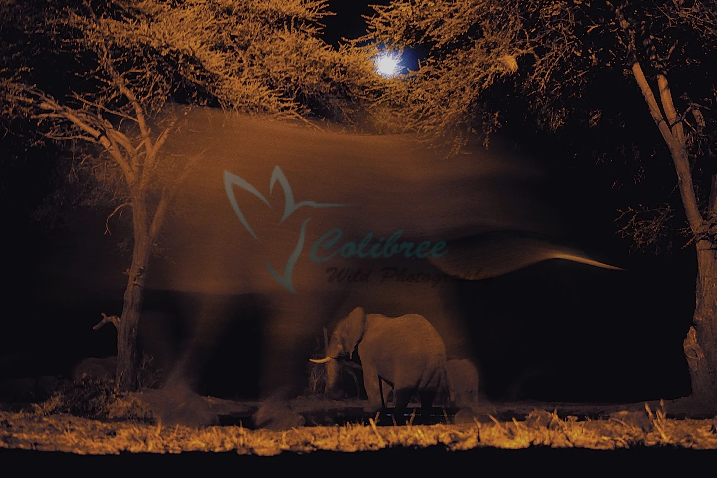 Online Waterhole Darker copy.jpg