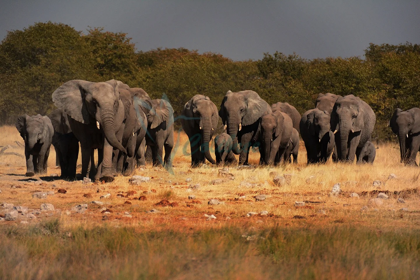 Online Elephants.jpg