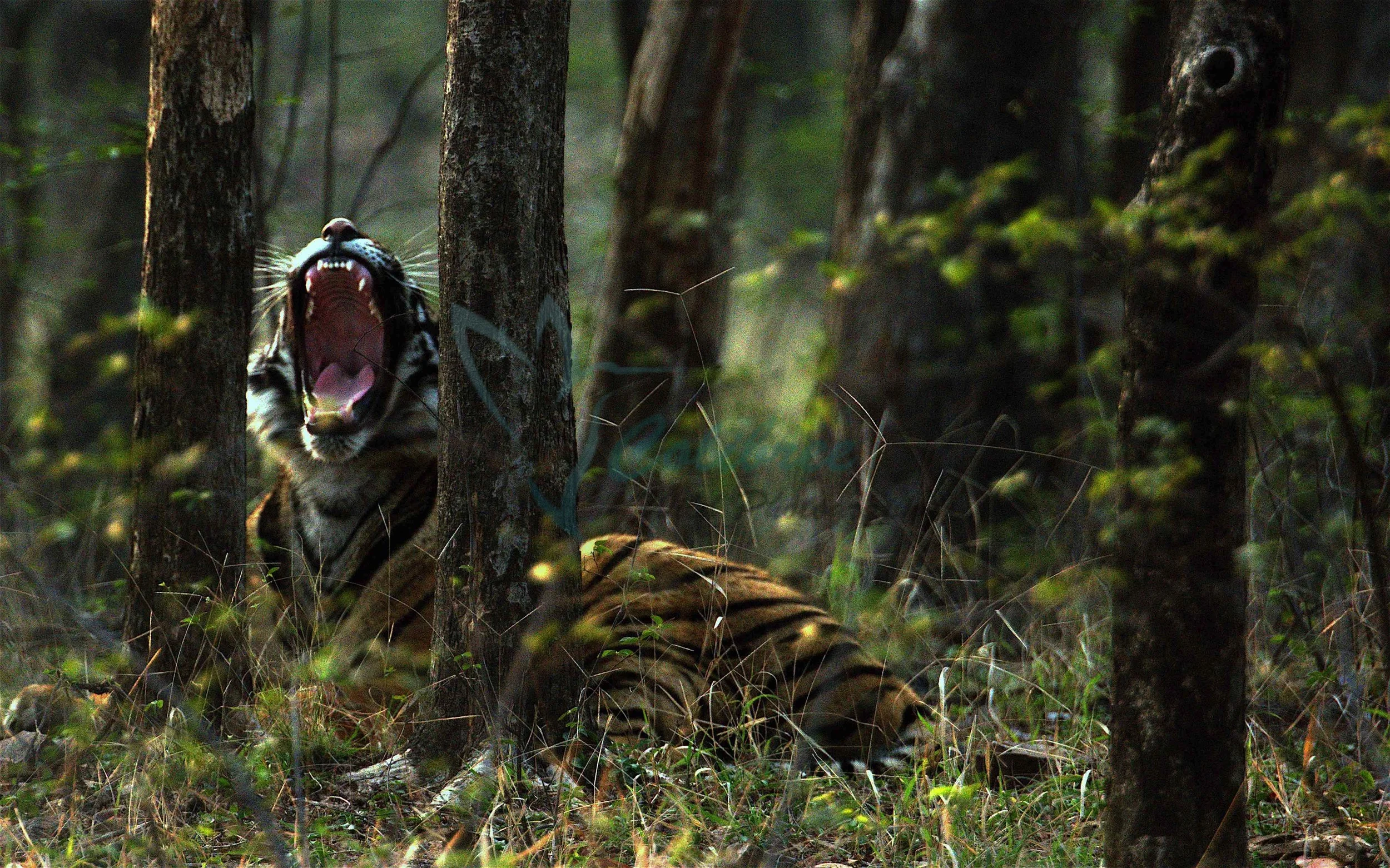 Tiger Yawn.jpg