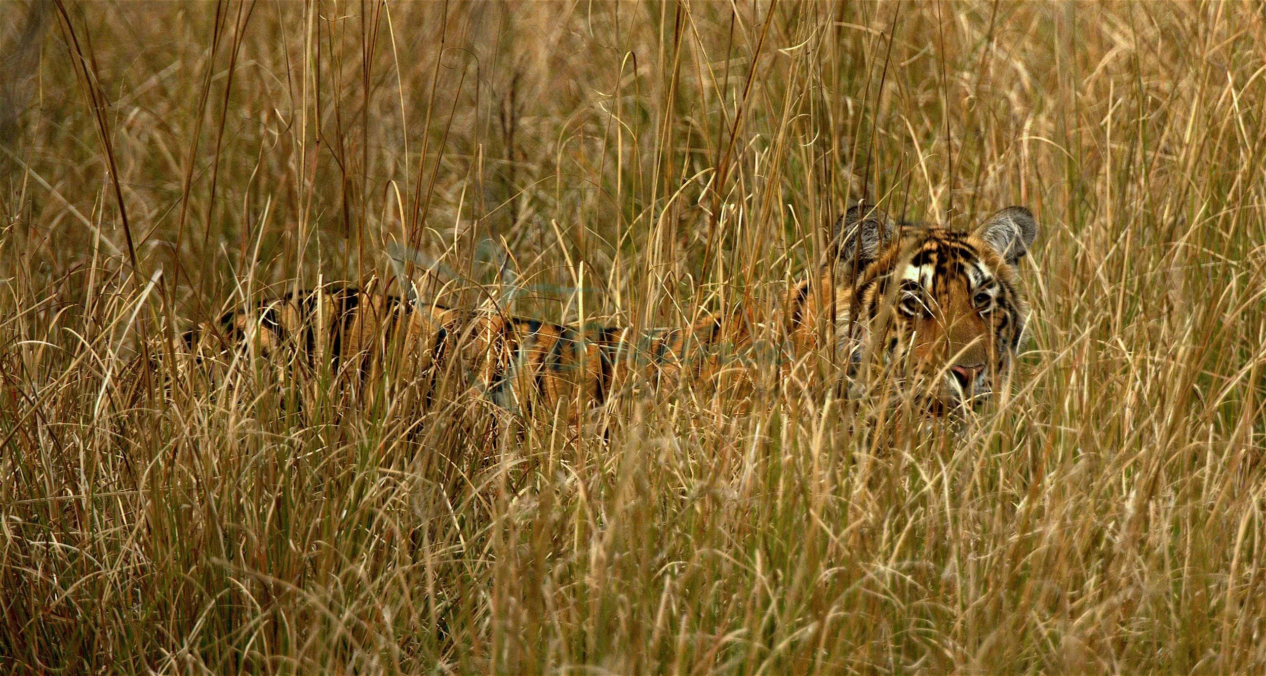 Tiger in grass.jpg