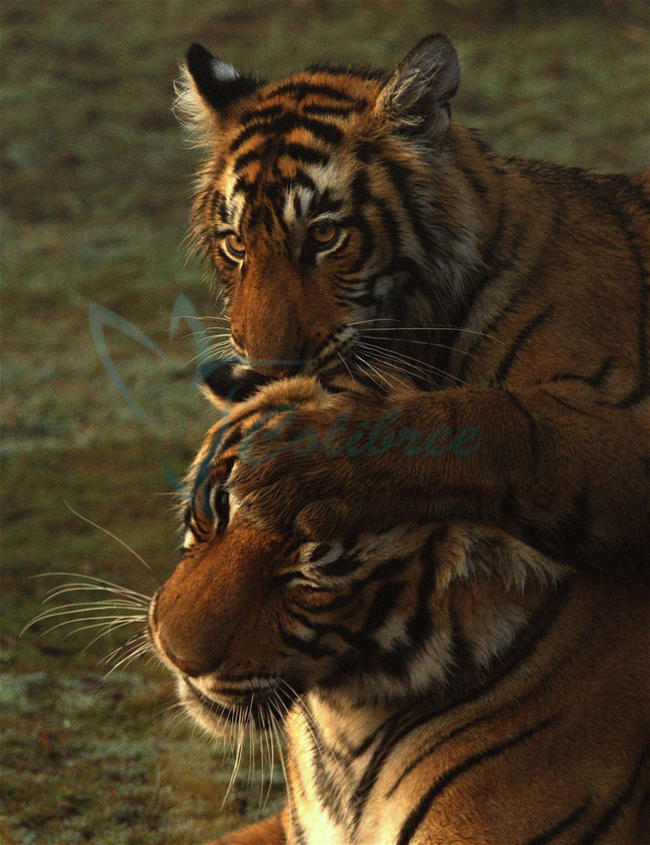 Tiger Mum & Son.jpg