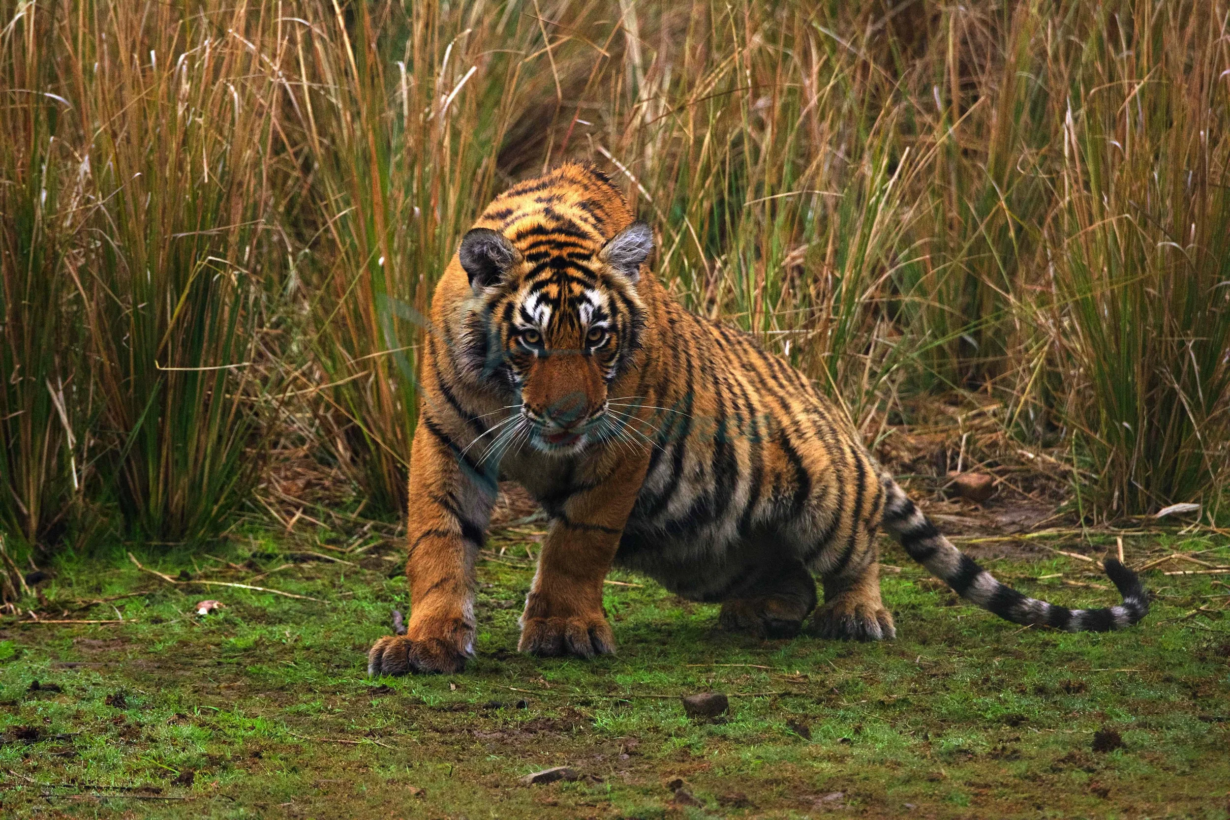 Tiger Mum Online.jpg