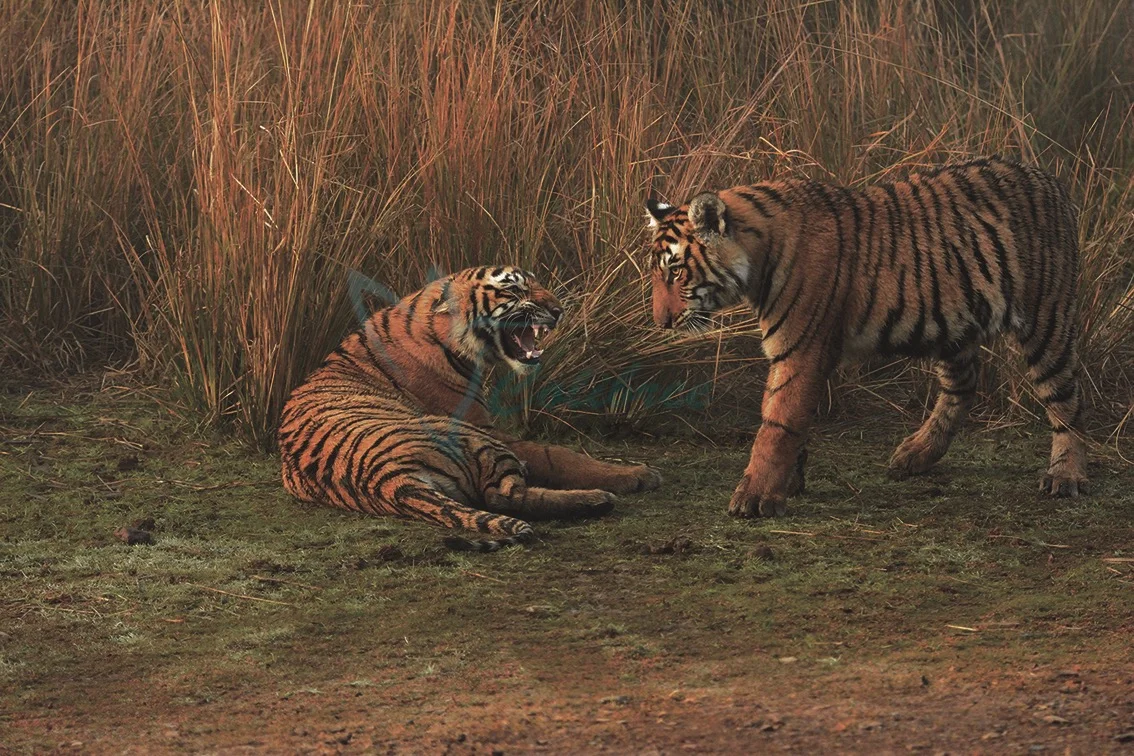 Small Tiger Brothers.jpg