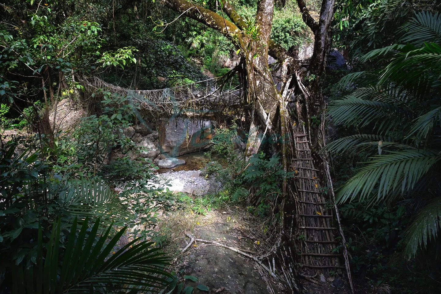 Online Junglebridge.jpg