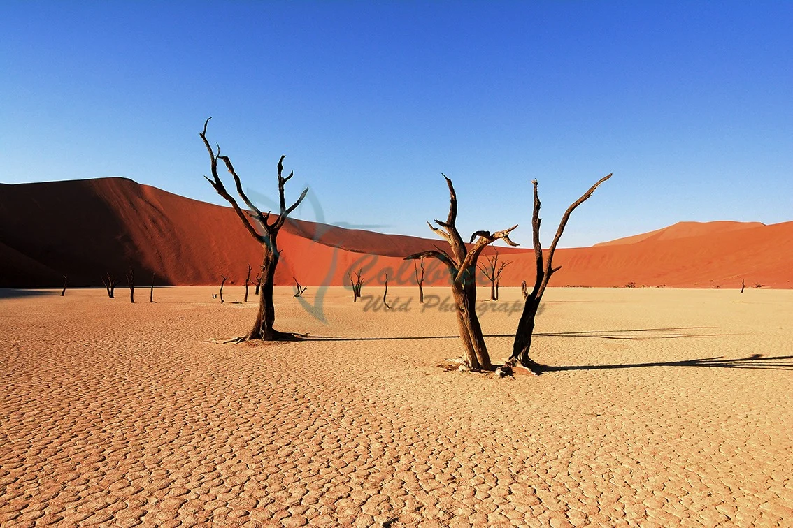 online Sossusvlei.jpg