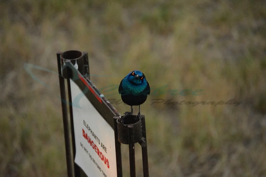 Angry Starling smallwk 0002b.jpg