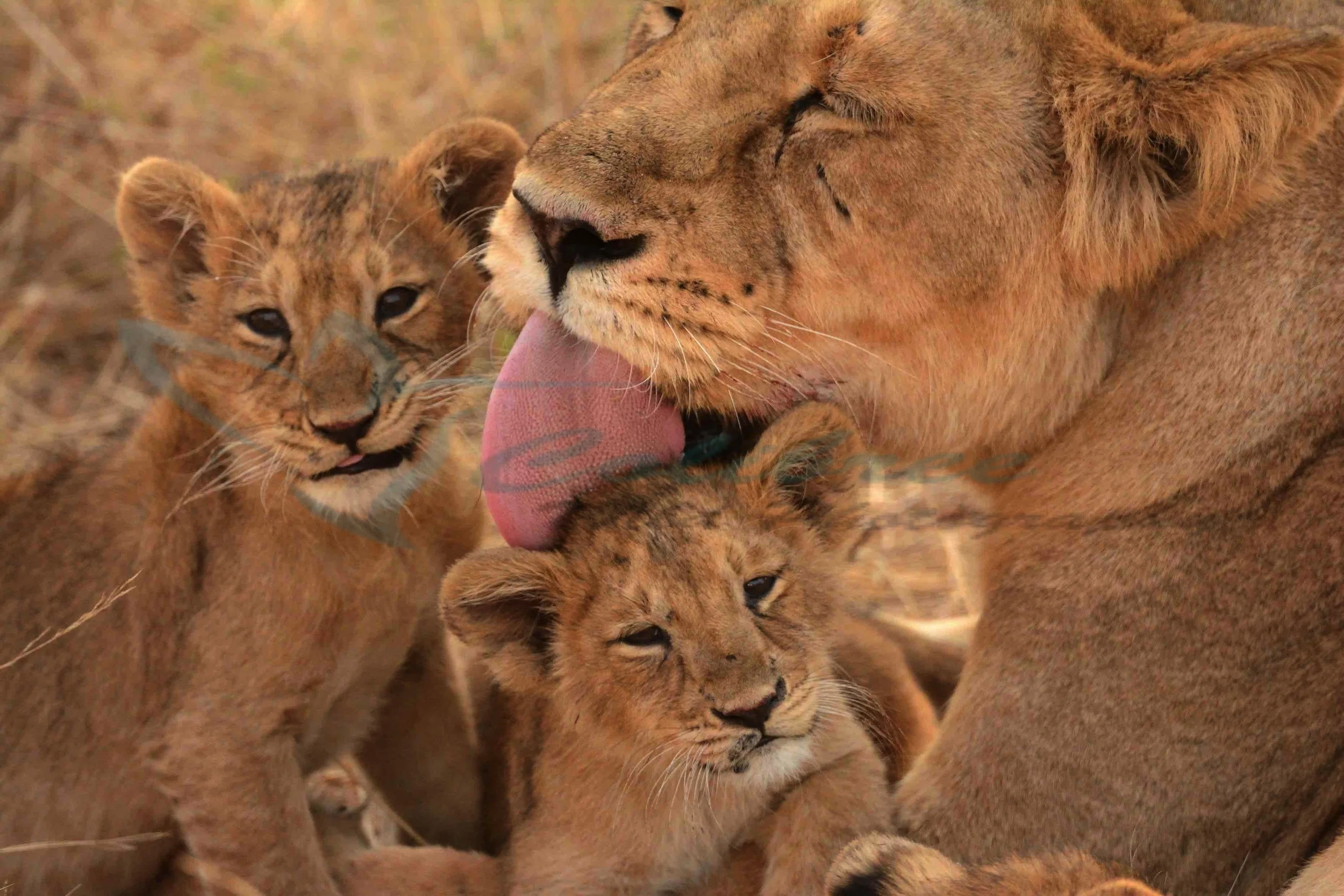Small Asiatic Lions Smallwk 0059b.jpg