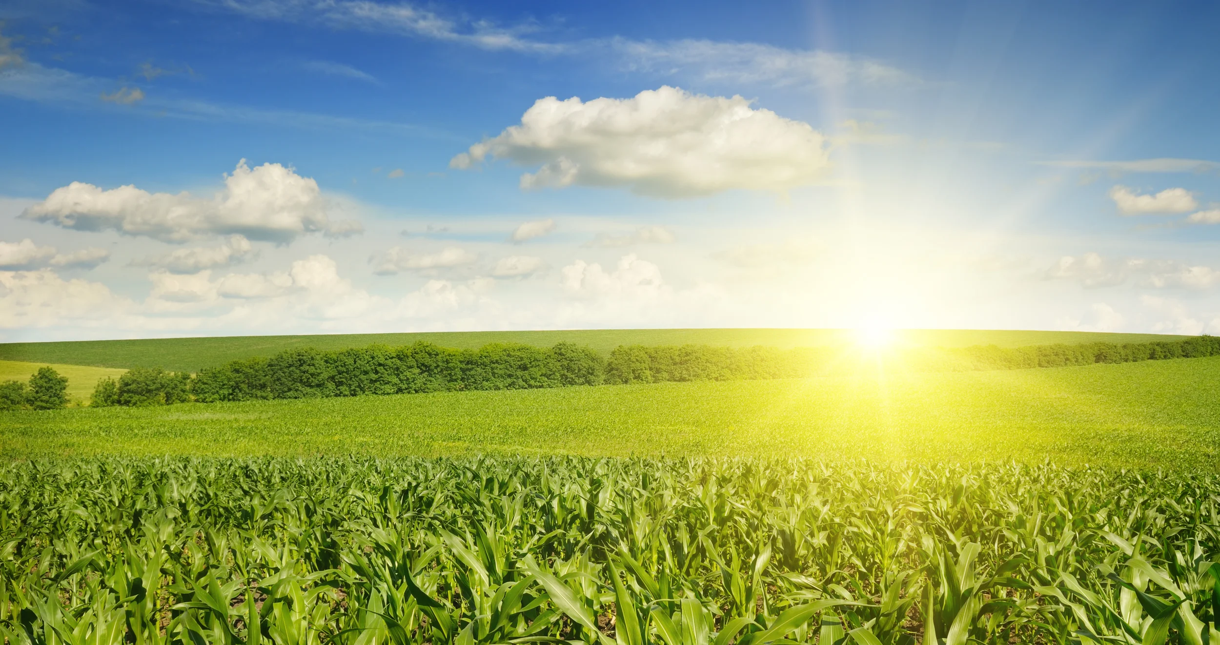stock-photo-beautiful-sunset-on-corn-field-189927647.jpg