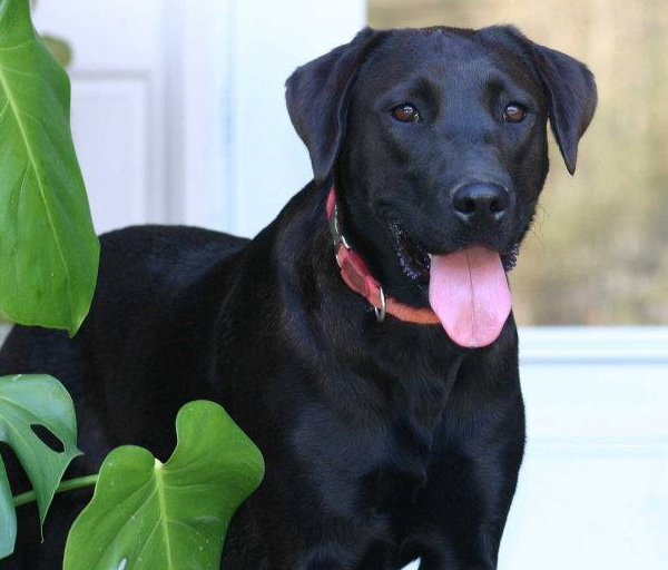 lab adoption near me