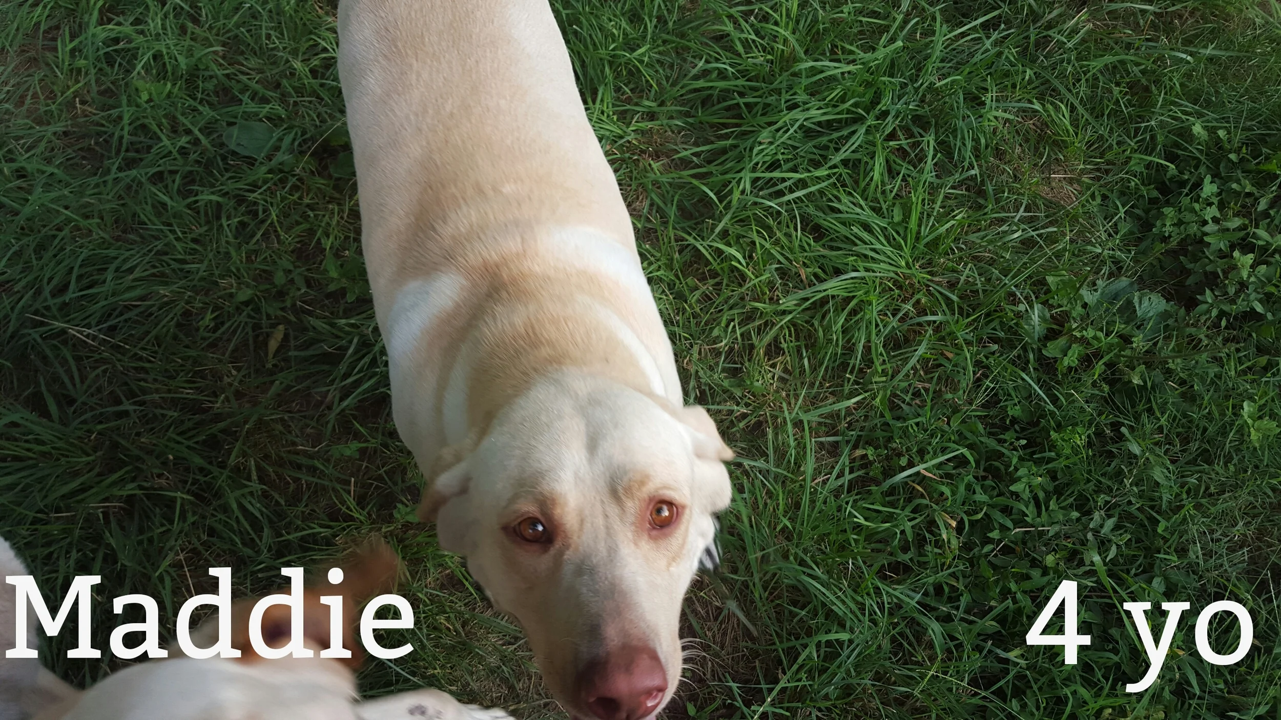 Maddie