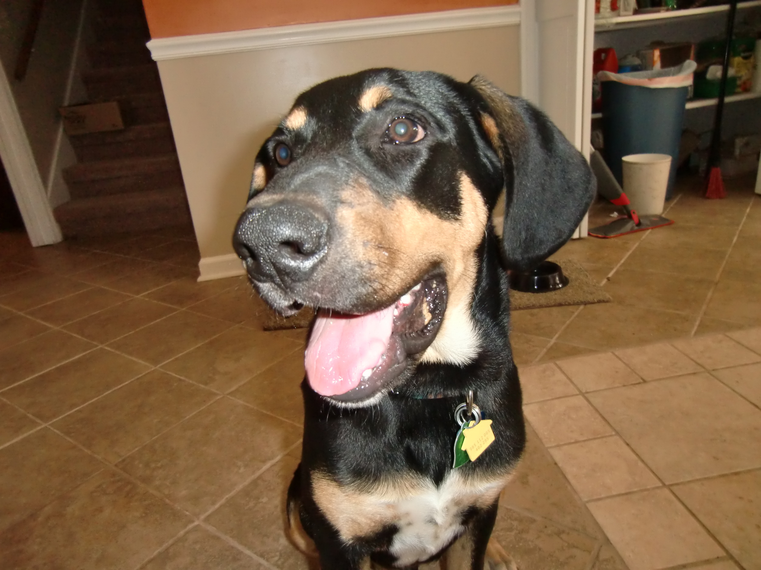 Elvis
