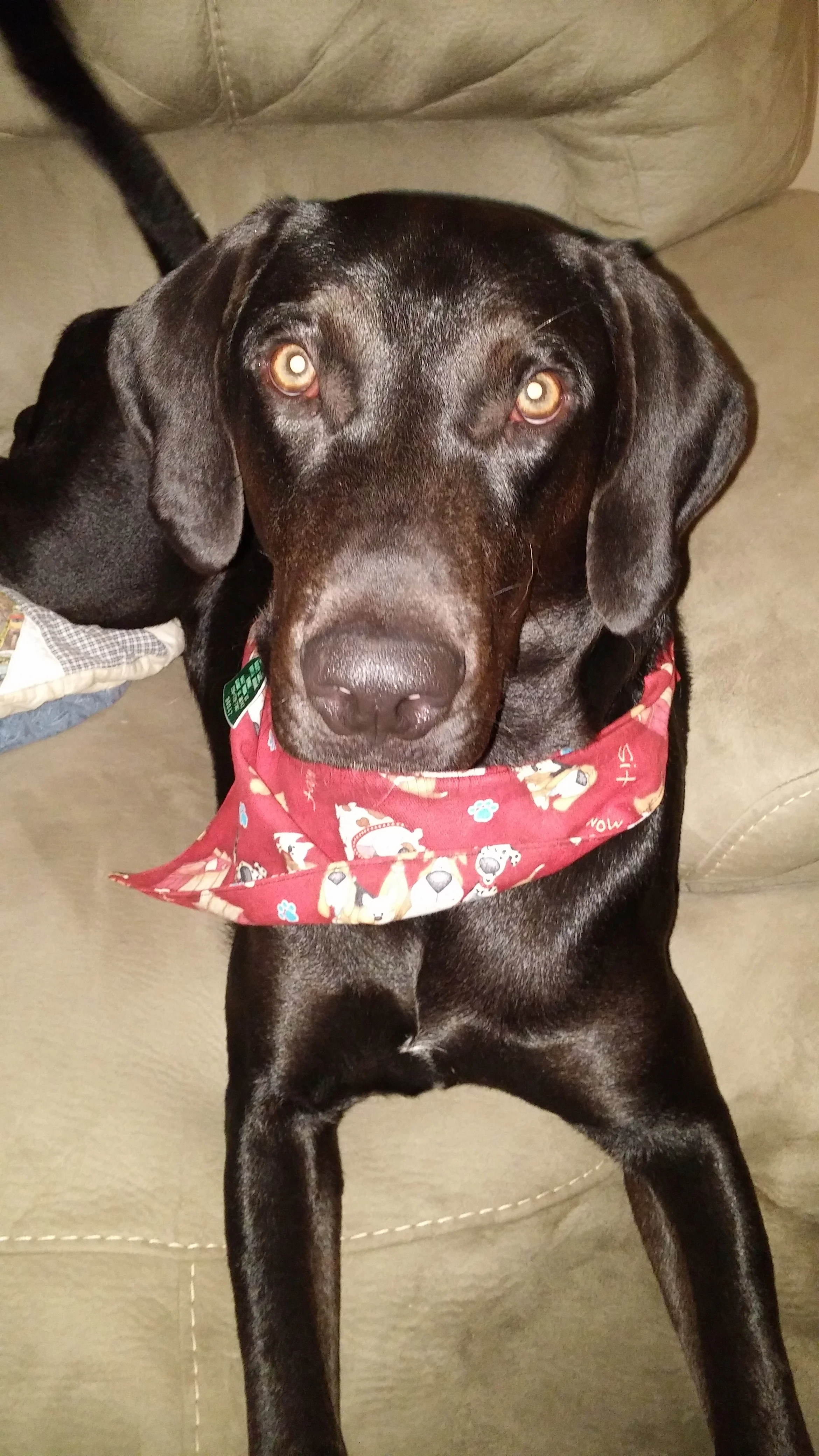 Buddy