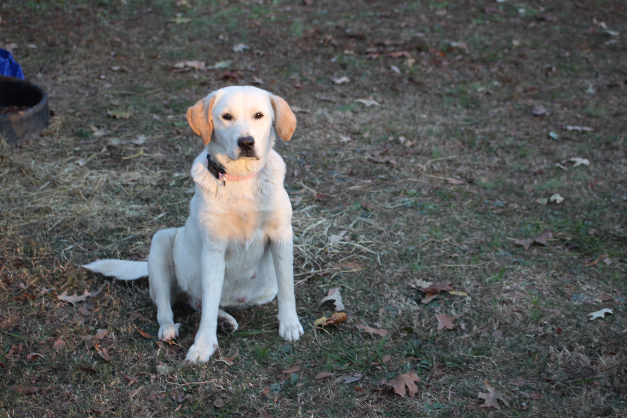 Dixie