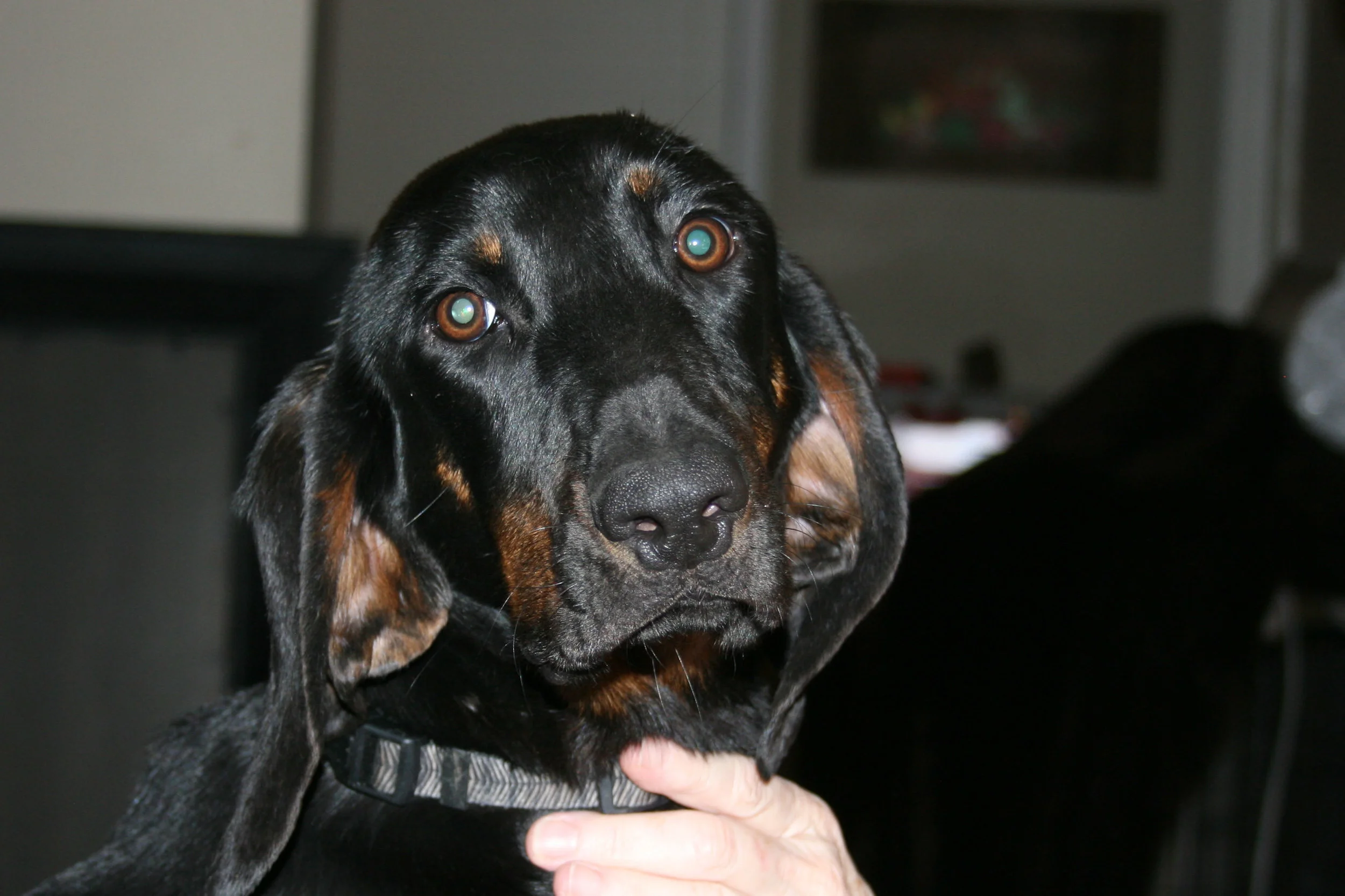 Greta