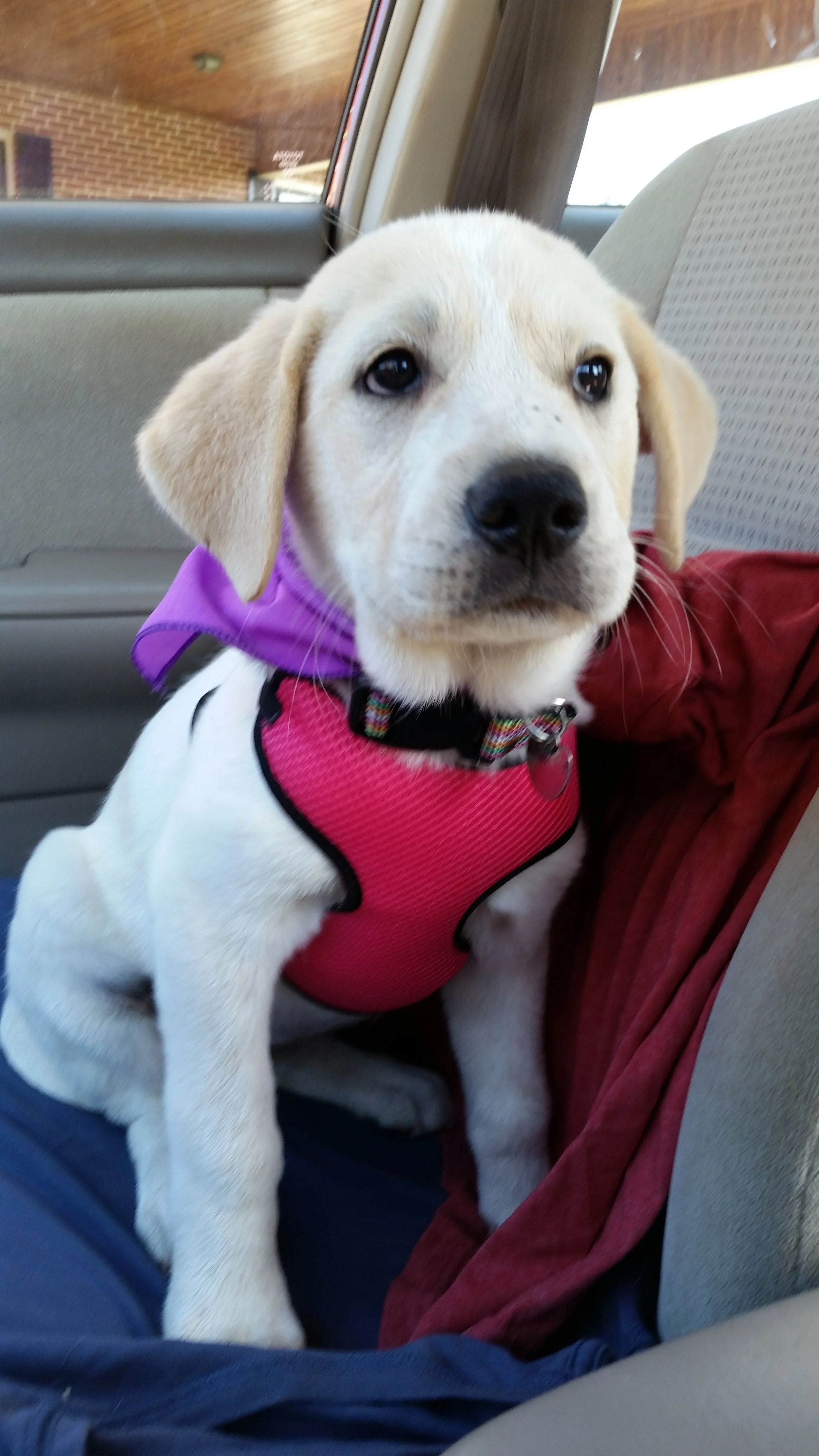 Daisy