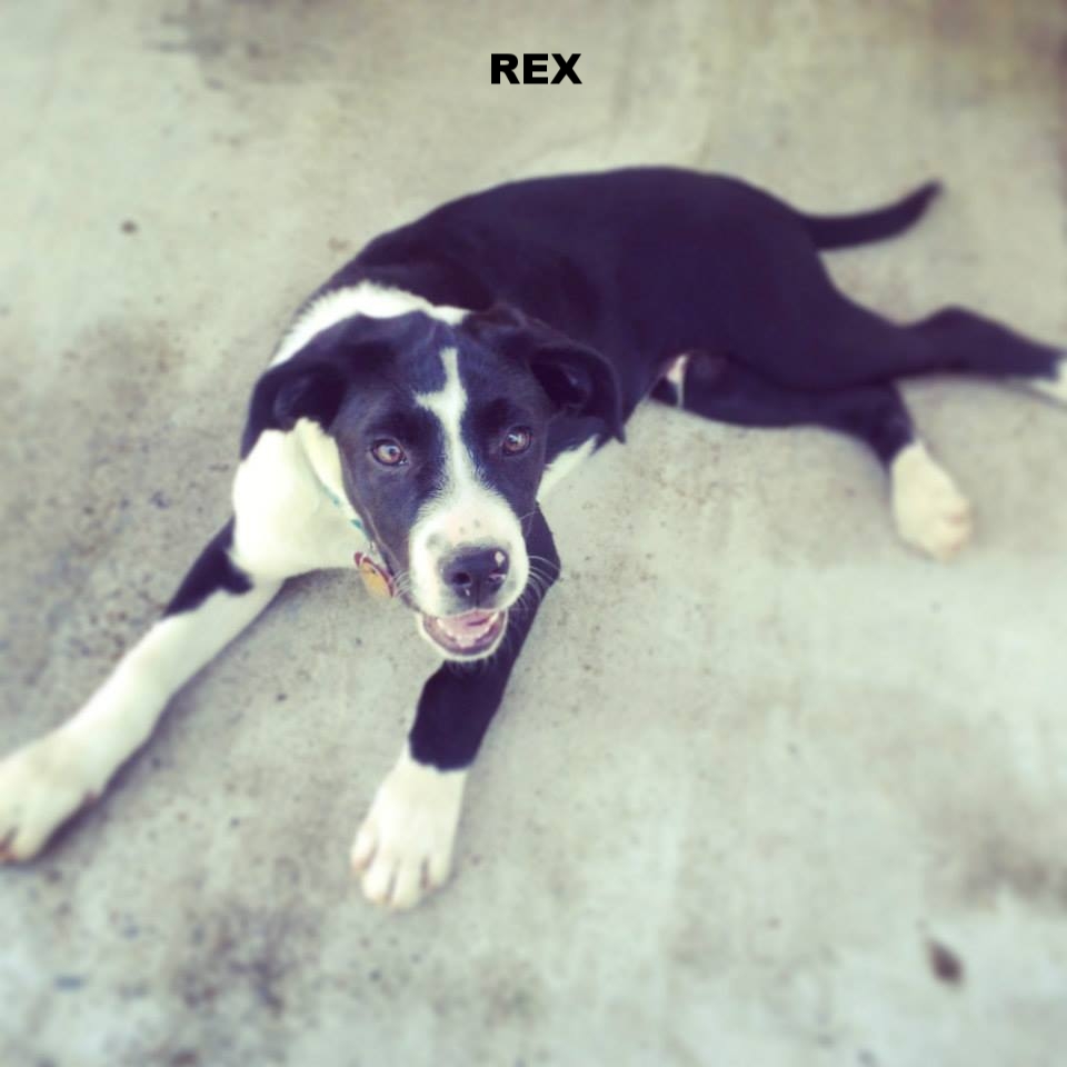 REX