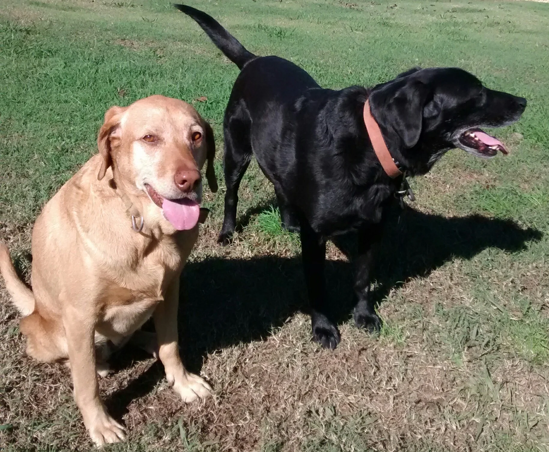 Bama and Brandy
