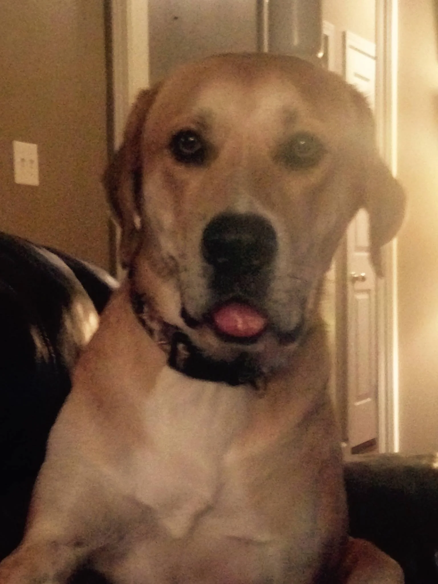 Toby