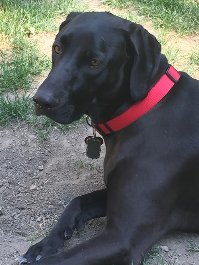Buddy